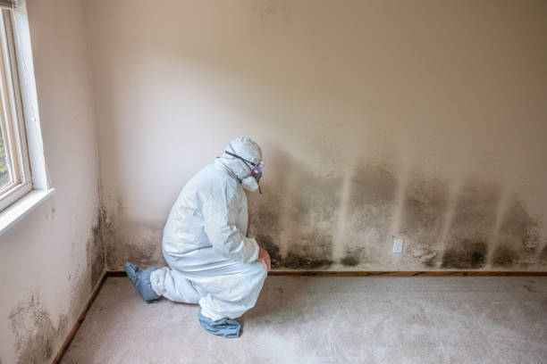 Best Attic Mold Removal  in Valley Forge, TN